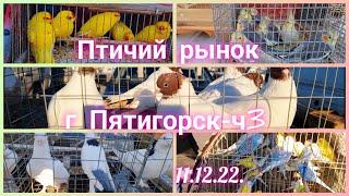 Pigeons prices Bird market Pyatigorsk - h3