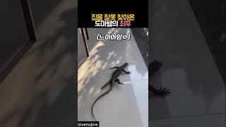 집을 잘못 찾아온 도마뱀의 최후 #동물 #도마뱀
