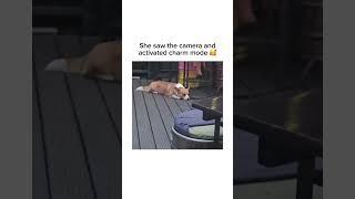 Music & memes – the perfect combo!  #pets #cutedogs #doggo