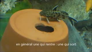 Ponte Synodontis lucipinnis -