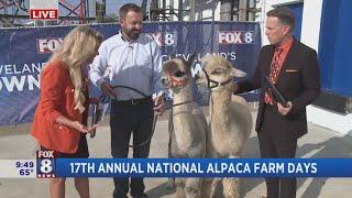 Spend the day with 42 friendly Alpacas at Pure Passions Farm in Kent, Ohio