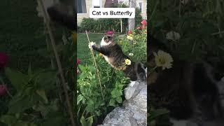 #funny cat core 