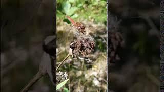 Dragonfly poses, is photobombed by mating robber flies