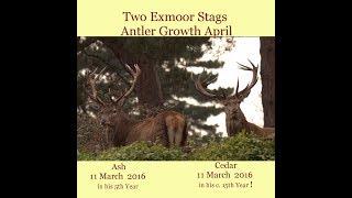 Red Deer Antler Growth April