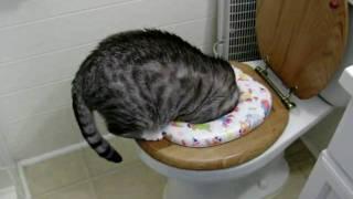 Cat drinking out of dirty toilet