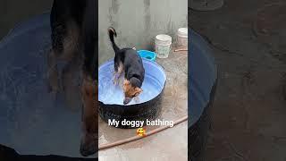 #dogbath #dogsofinstagram #dog #dogs #doggrooming #dogbathtime #bathtime #doglife #dogoftheday