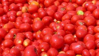 Tomato sorting with Raynbow HS | Raytec Vision