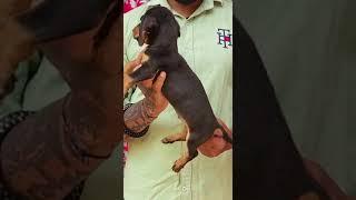 Dashound puppy available || SDK-Vlogs || Suraj dog kennal || Buxar kennal