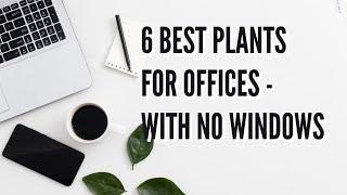 6 Best Plants For Offices With No Windows