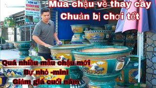 chậu kiểng bonsai , mai vàng chuẩn bị chơi tết | 0932173347 Trung