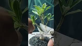 How to Make a #mini Adenium Bonsai