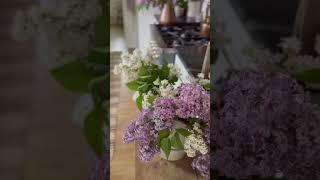 Lilac Season