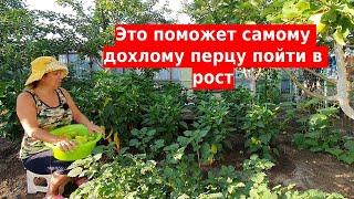 Если перец плохо растет, то такая обработка даст бурный рост и развитие