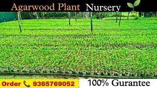 Agarwood Plant Nursery || 9365769052