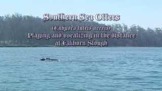 Southern Sea Otters (Enhydra lutris nereis) at Elkhorn Slough