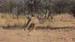 Cheetahs chasing motor toy