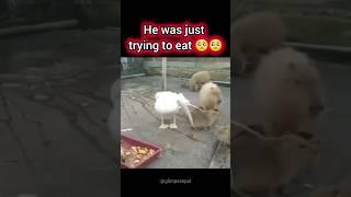 MEME COMPILATION 52 #funnyshortsvideo #memecompilation #funnycompilation #memes