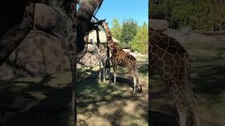 #1 Zoo In America | Fort Worth Zoo | Fort Worth Blog