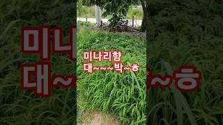 엄마보러 촌에왔는데 엄마가 안계신다~ㅜ마실 나가셨나...전화는 안할라고~ㅎ  고스톱치고 계실지 모르니..판 깨면 안되잖아~~^^;; 아...배고프다....