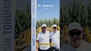 Cas seed firmasini makkajuxorilari Rasmiy dillermiz ofisimiz bektemir +99833 301 90 90 don va silos