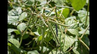 Research to improve yield stability of 'money' beans