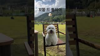 언제나 해맑은 꼬똥이 #꼬똥드툴레아 #cotondetulear