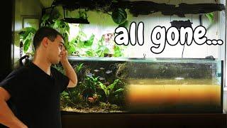 Goodbye, Living Room Aquarium: Tearing Down My Aquascape