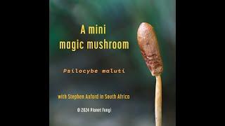 High-Altitude Magic: Meet Africa’s Psilocybe maluti