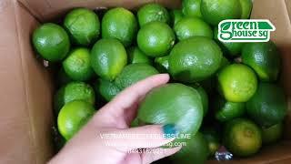 Vietnam Fresh Seedless Lime -  (Packing-Export)