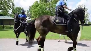 Lexington Police Running Man Challenge