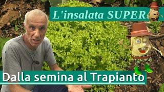 Cespi di lattuga SUPER ogni 15 giorni