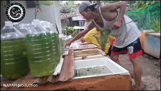 BOSS ERIC GIDAYAWAN MASTER BETTA FISH BREEDER -LAWISANON FISH KEEPERS BACKYARD FISH HUB