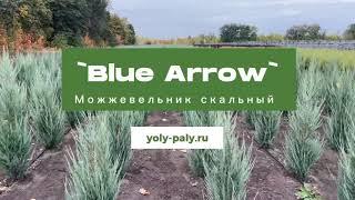 Можжевельник скальный `Blue Arrow`