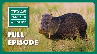 PBS Show - Javelina Homeland & More