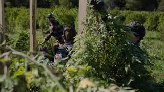 Sunsoil: Our founders, our farms, our mission. 60 Seconds