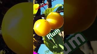 Beautiful Plum #nature #fruit #plum #youtube #shorts #viral #trending