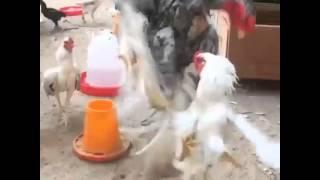 Spartan Rooster