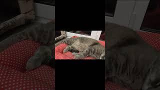 Кот Василий #cat #спокойнойночи