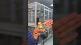 Top Quality Fisheri | Arif Raza