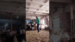 #КОЗЬЯ ФЕРМА В СИБИРИ#