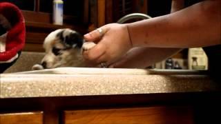 Skylar the Blue Merle Aussie's 1st bath