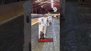 Make Veganism The Solution To Their Problem 