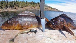 Shore Fishing For Dinner! - Pacific Rockfish & Kelp Greenling