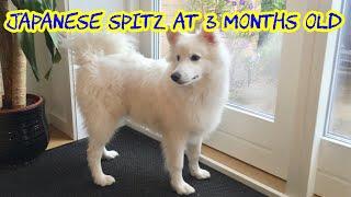 น้องหมาพันธุ์เจแปนนิส สปิตซ์ วัย 3 เดือน (Japanese Spitz)