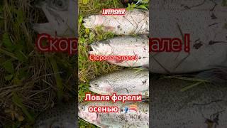 Подписывайся#fishing #рыбалка #форель #lifefisher #рыболовная #спиннинг #шортс #ловлярыбы #рыболов