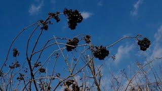 구하기어려운 산삼보다 더 좋습니다~ 질병없이 장수하는 명약! 옛날부터 하늘이내린 약재로 불려온 명약