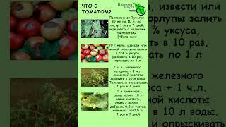 ЧТО С ТОМАТАМИ? Чем болеет томат? Пятна на листьях томата. Листья желтеют Плоды гниют Чем подкормить