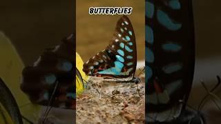 “Fluttering Beauty: The World of Butterflies” #music #beautiful In nature