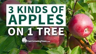 Apple Trees Varieties