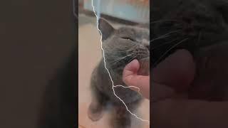 Жоржик ржака